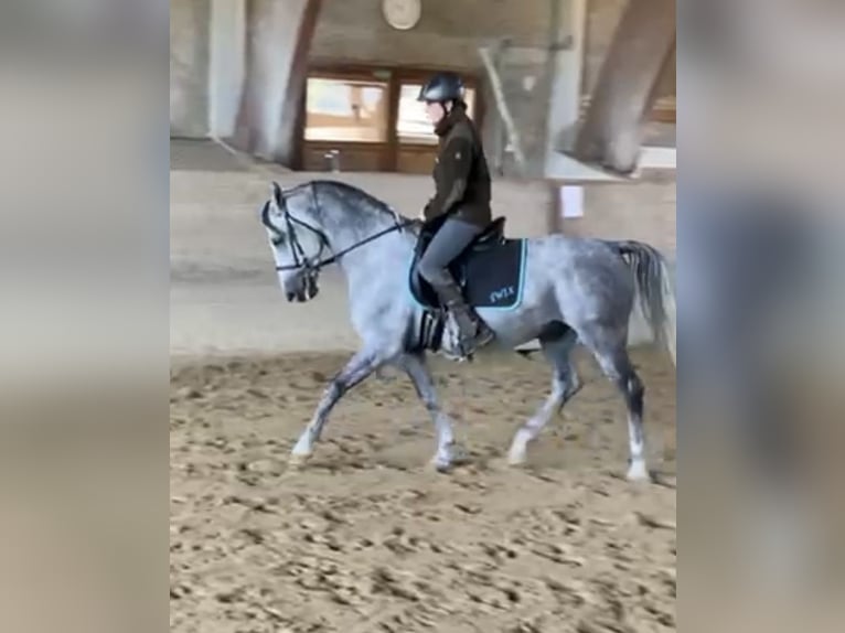 Lipizzaner Gelding 8 years 15,1 hh Gray-Dapple in Karlsruhe