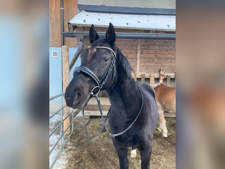 Lipizzaner Gelding 8 years 15,2 hh Black in Krispl