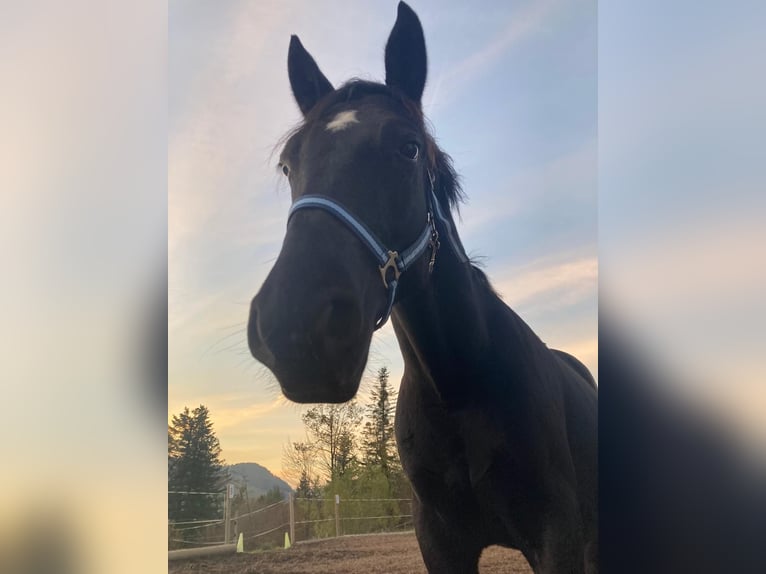 Lipizzaner Gelding 8 years 15,2 hh Black in Krispl