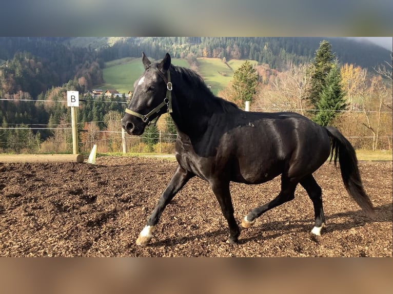 Lipizzaner Gelding 8 years 15,2 hh Black in Krispl