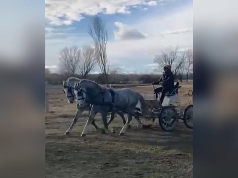 Lipizzaner Gelding 8 years 15,2 hh Gray in Tass