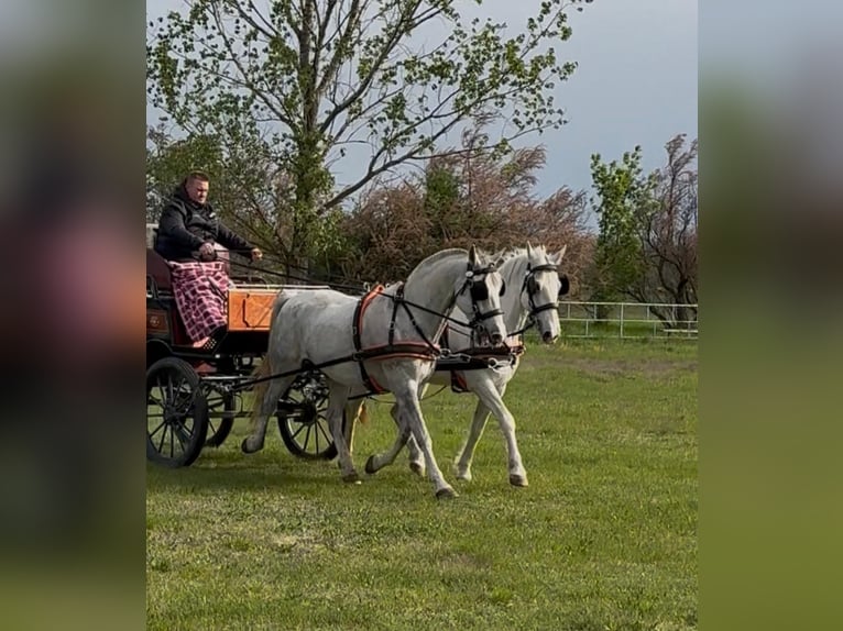 Lipizzaner Gelding 8 years 15.2 hh Grey in Tass