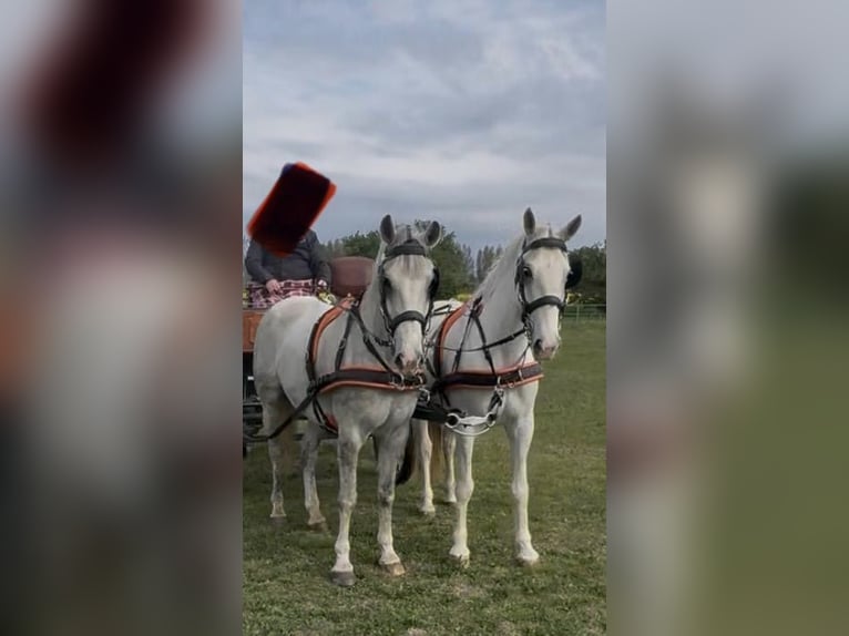 Lipizzaner Gelding 8 years 15.2 hh Grey in Tass
