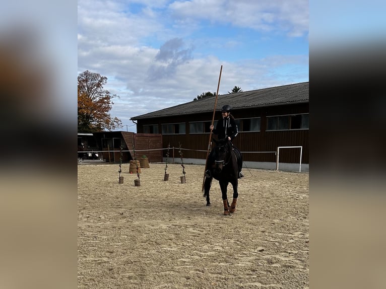 Lipizzaner Mix Gelding 8 years 15.3 hh Smoky-Black in Rauchenwarth