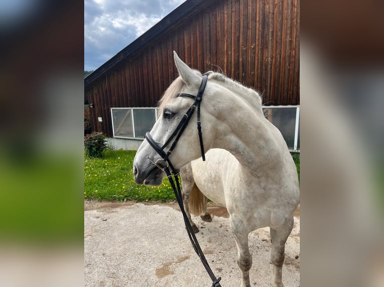 Lipizzaner Mix Gelding 8 years 15,1 hh Gray in Freistadt