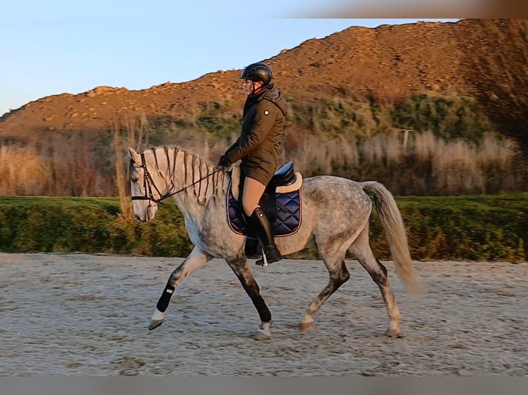 Lipizzaner Gelding 8 years 15,2 hh in Wels