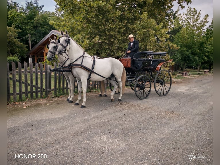 Lipizzaner Gelding 8 years 15,2 hh Grey in Vinkovci