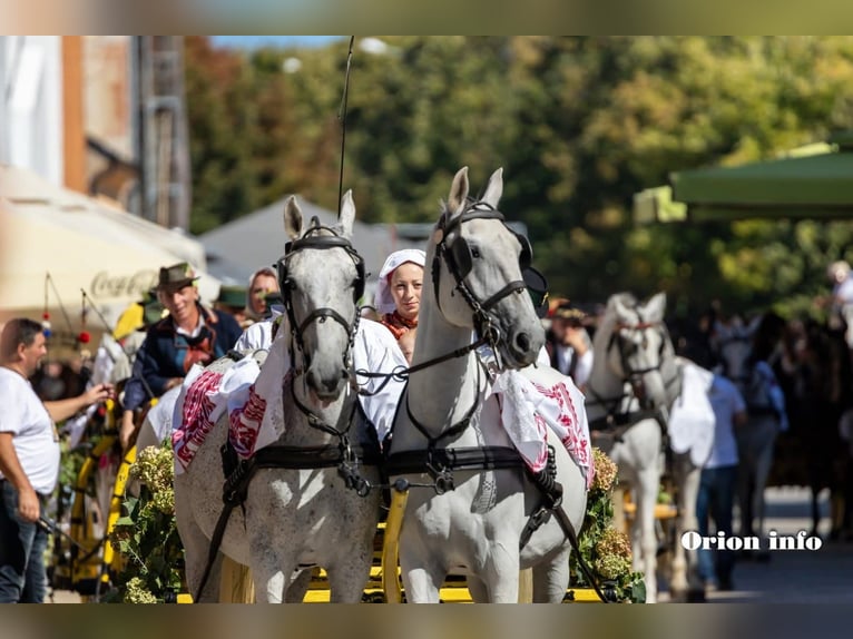 Lipizzaner Gelding 8 years 15,2 hh Grey in Vinkovci