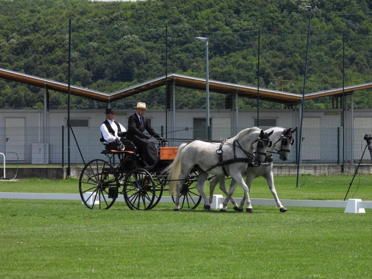 Lipizzaner Gelding 8 years 15,2 hh Grey in Vinkovci
