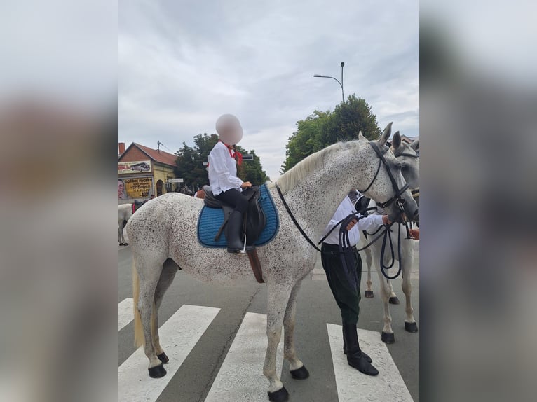 Lipizzaner Gelding 8 years 15,2 hh Grey in Vinkovci