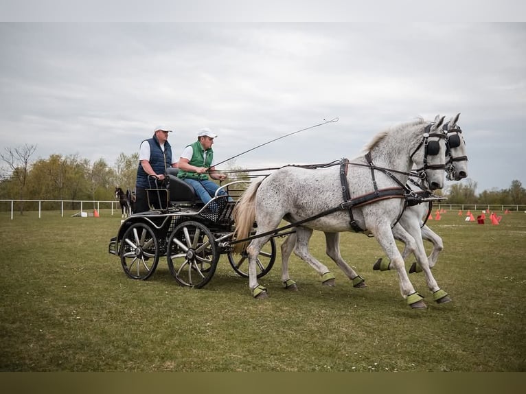 Lipizzaner Gelding 8 years 15,2 hh Grey in Vinkovci