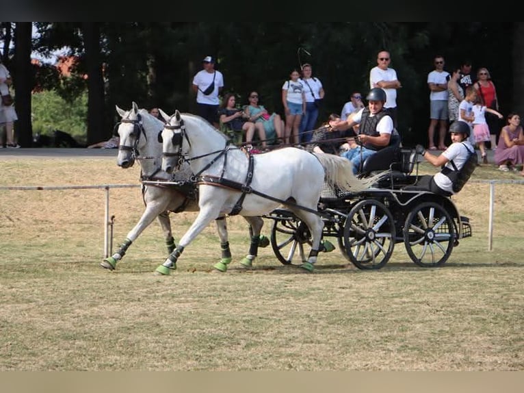 Lipizzaner Gelding 8 years 15,2 hh Grey in Vinkovci