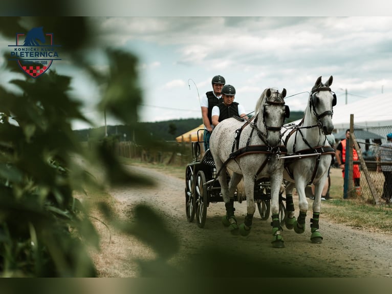Lipizzaner Gelding 8 years 15,2 hh Grey in Vinkovci