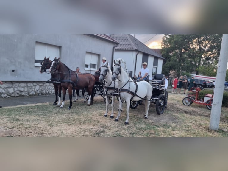 Lipizzaner Gelding 8 years 15,2 hh Grey in Vinkovci