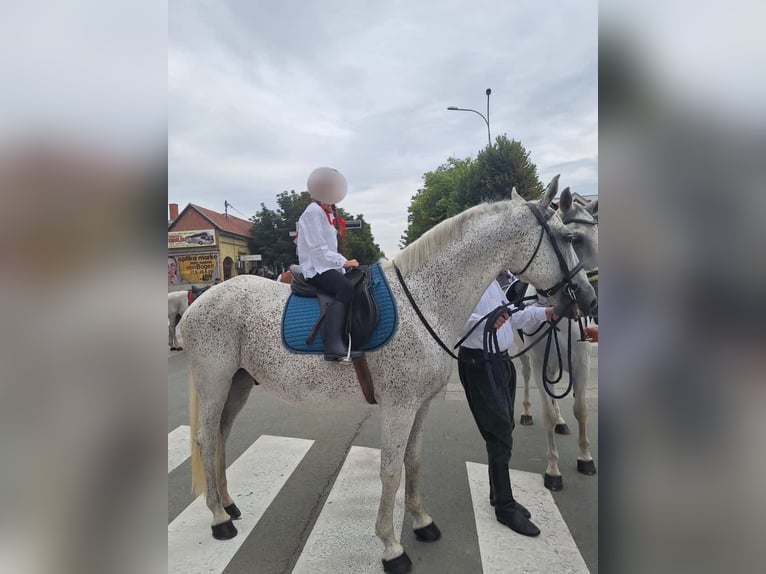 Lipizzaner Gelding 8 years 15,2 hh Grey in Vinkovci
