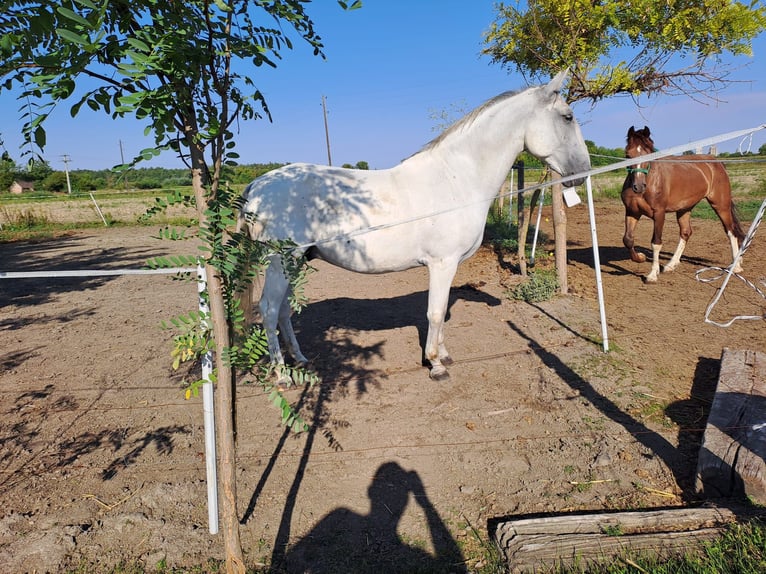 Lipizzaner Gelding 8 years 15,2 hh Grey in Vinkovci