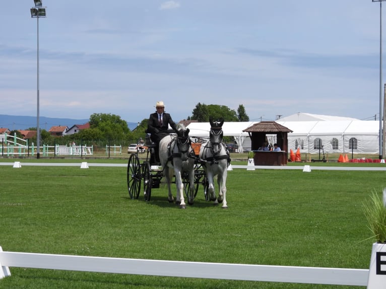 Lipizzaner Gelding 8 years 15,2 hh Grey in Vinkovci