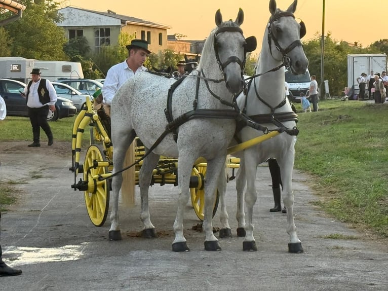 Lipizzaner Gelding 8 years 15,2 hh Grey in Vinkovci