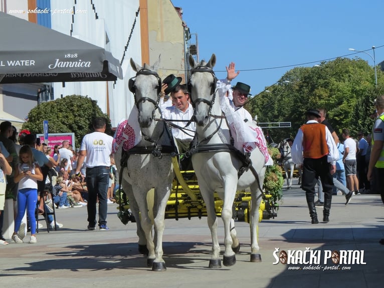 Lipizzaner Gelding 8 years 15,2 hh Grey in Vinkovci