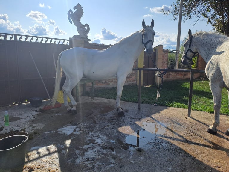 Lipizzaner Gelding 8 years 15,2 hh Grey in Vinkovci