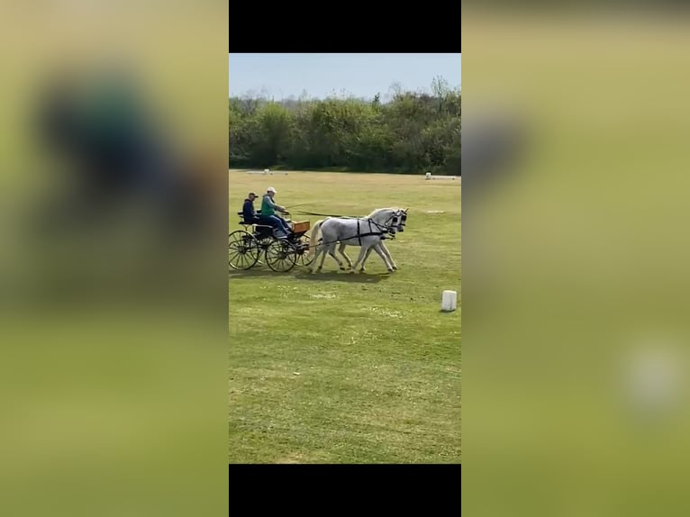 Lipizzaner Gelding 8 years 15,2 hh Grey in Vinkovci