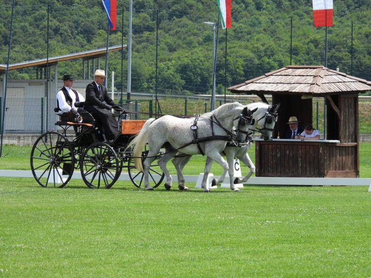 Lipizzaner Gelding 8 years 15,2 hh Grey in Vinkovci