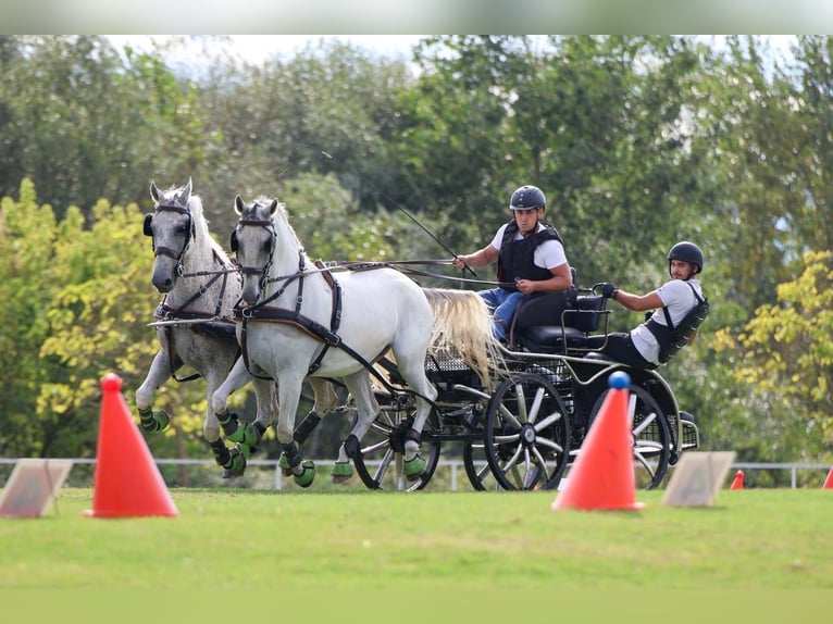 Lipizzaner Gelding 8 years 15,2 hh Grey in Vinkovci