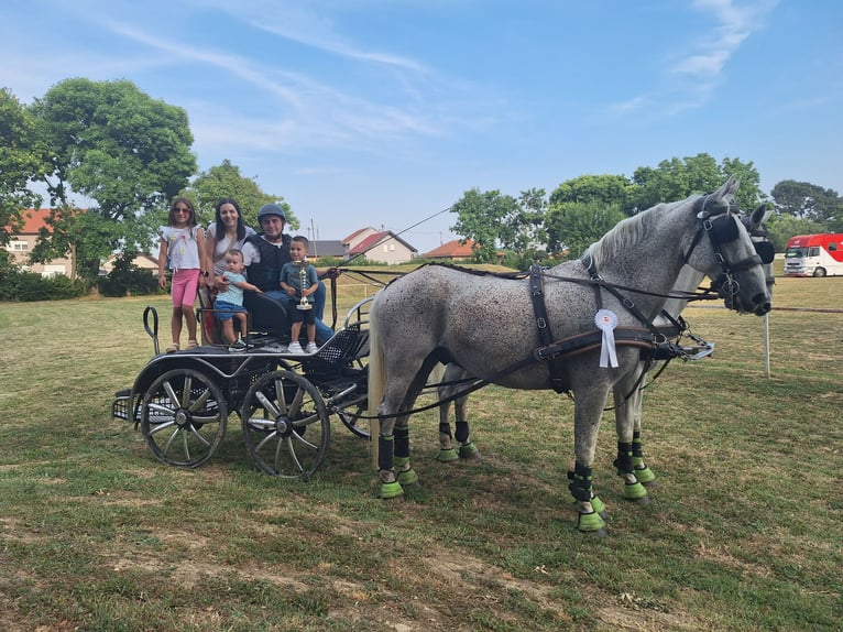Lipizzaner Gelding 8 years 15,2 hh Grey in Vinkovci