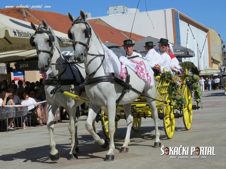 Lipizzaner Gelding 8 years 15,2 hh Grey in Vinkovci
