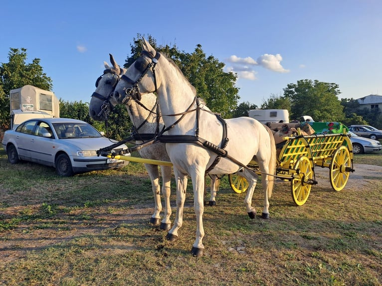 Lipizzaner Gelding 8 years 15,2 hh Grey in Vinkovci
