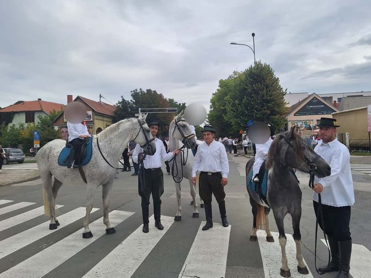 Lipizzaner Gelding 8 years 15,2 hh Grey in Vinkovci