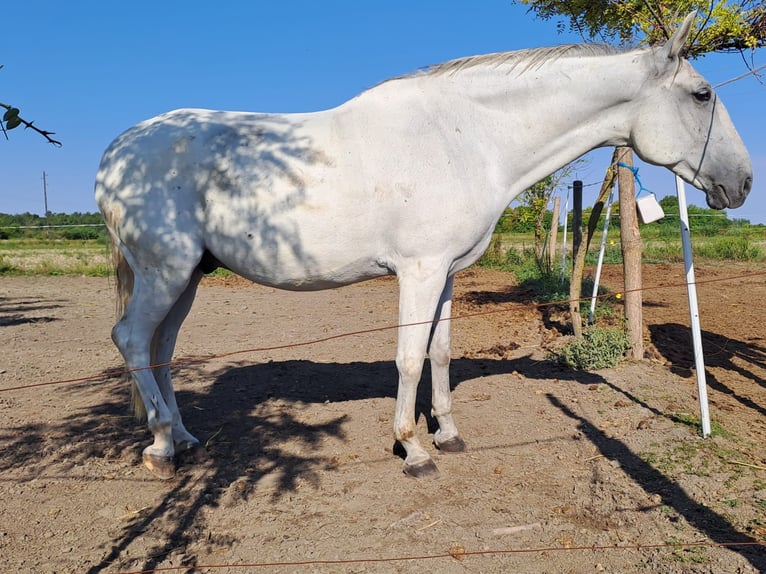Lipizzaner Gelding 8 years 15,2 hh Grey in Vinkovci