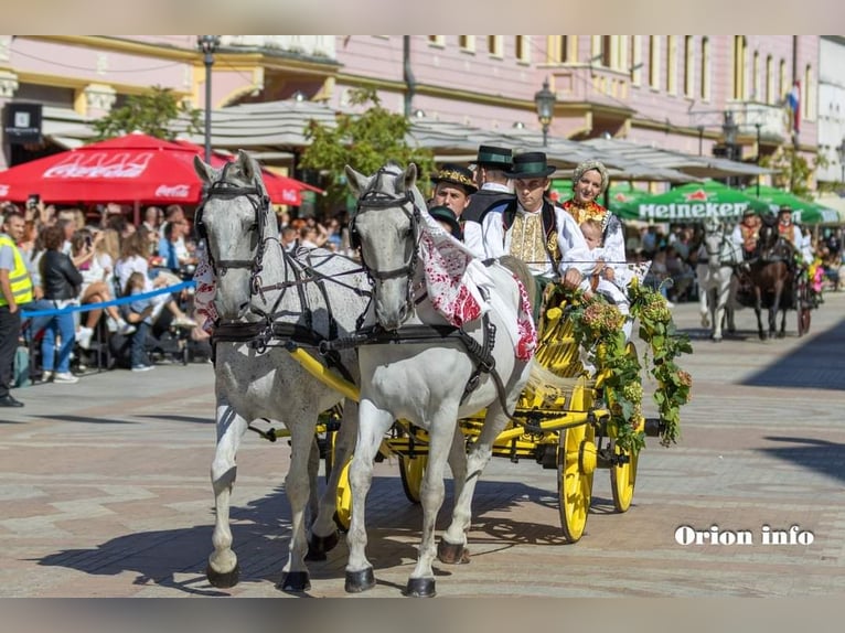 Lipizzaner Gelding 8 years 15,2 hh Grey in Vinkovci