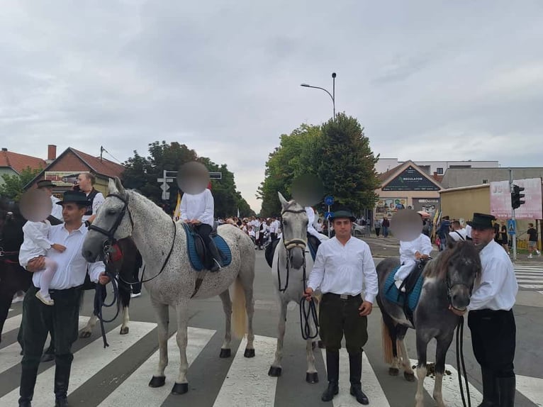Lipizzaner Gelding 8 years 15,2 hh Grey in Vinkovci