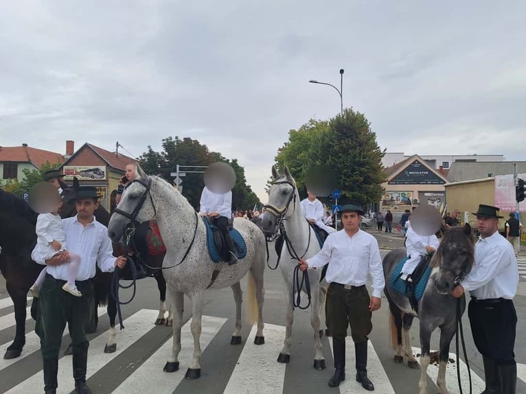 Lipizzaner Gelding 8 years 15,2 hh Grey in Vinkovci