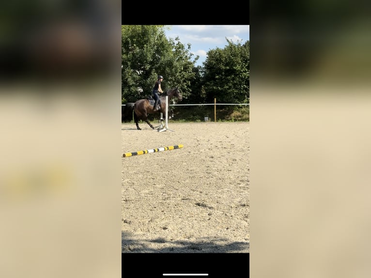 Lipizzaner Mix Gelding 8 years 15,3 hh Smoky-Black in Rauchenwarth