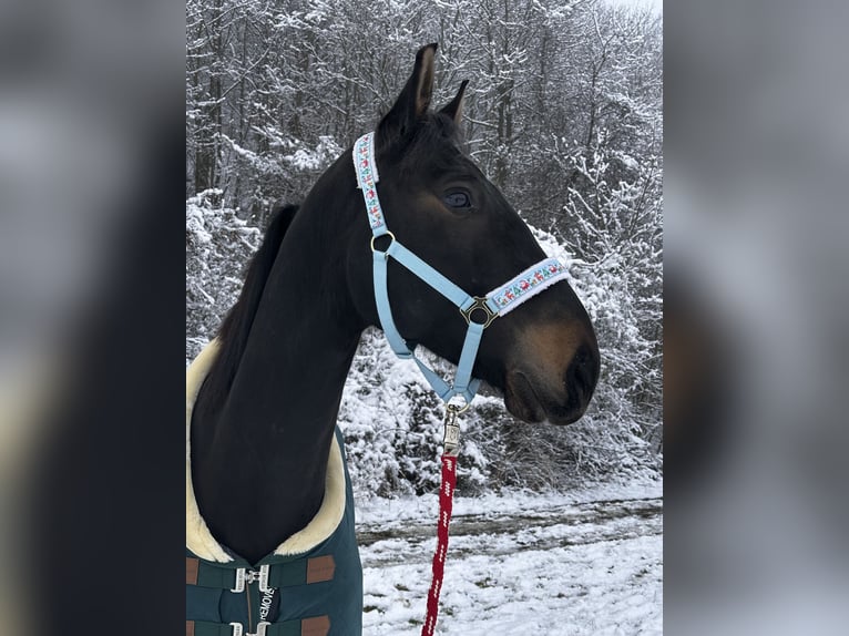 Lipizzaner Mix Gelding 8 years 15,3 hh Smoky-Black in Rauchenwarth