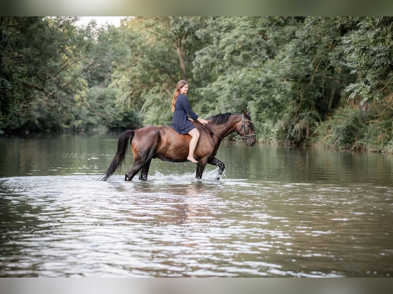 Lipizzaner Mix Gelding 8 years 15,3 hh Smoky-Black in Rauchenwarth