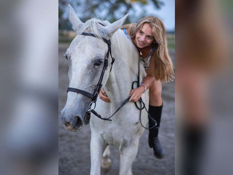 Lipizzaner Mix Gelding 8 years 16.1 hh Grey-Fleabitten in Šamorín