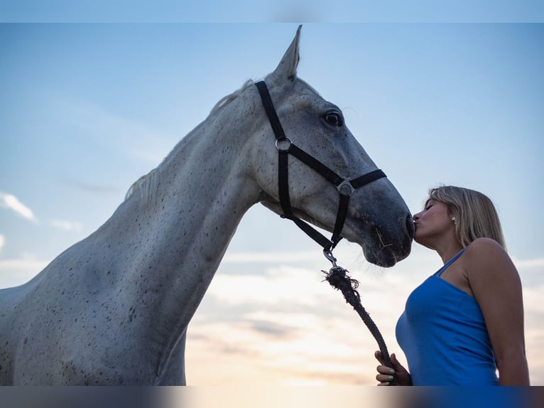 Lipizzaner Mix Gelding 8 years 16.1 hh Grey-Fleabitten in Šamorín