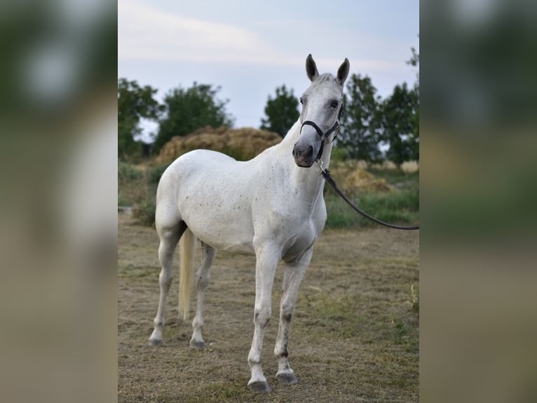 Lipizzaner Mix Gelding 8 years 16.1 hh Grey-Fleabitten in Šamorín