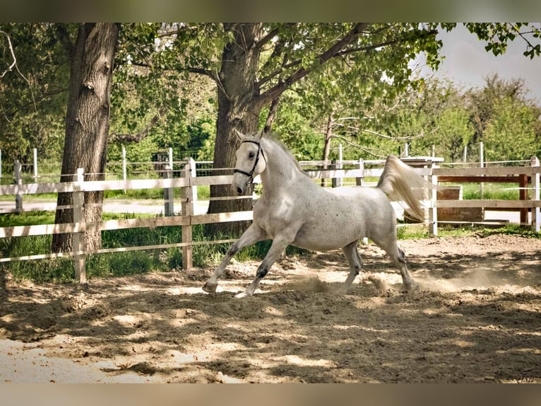 Lipizzaner Gelding 8 years 16,2 hh Gray in Taszár