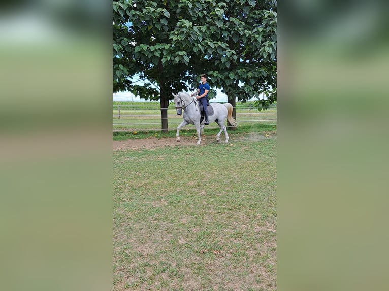 Lipizzaner Gelding 8 years 16,2 hh Gray in Taszár