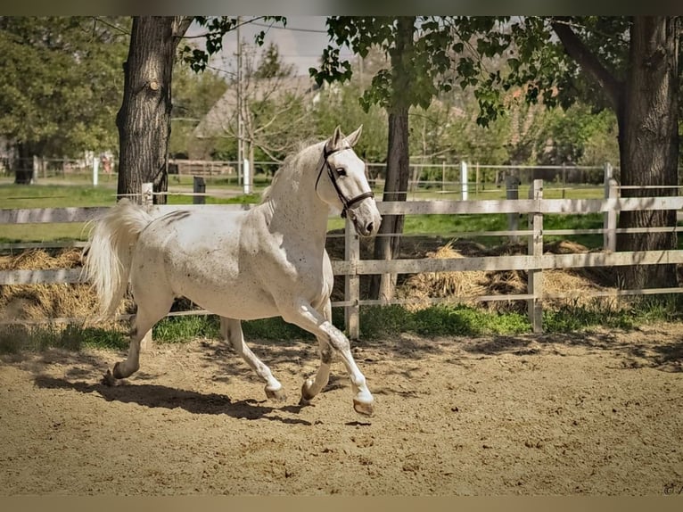 Lipizzaner Gelding 8 years 16,2 hh Gray in Taszár