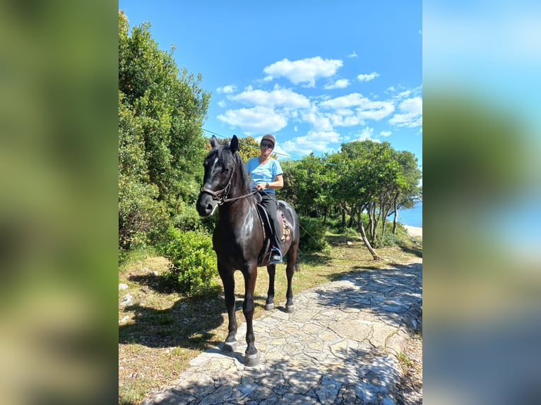Lipizzaner Mix Gelding 8 years 16 hh Black in Zadar