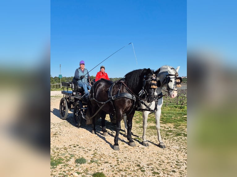 Lipizzaner Mix Gelding 8 years 16 hh Black in Zadar