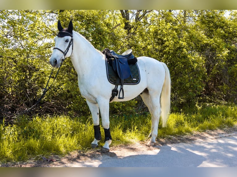 Lipizzaner Gelding 8 years 16 hh Grey in Götzendorf an der Leitha
