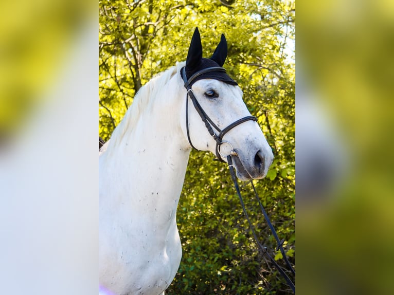 Lipizzaner Gelding 8 years 16 hh Grey in Götzendorf an der Leitha