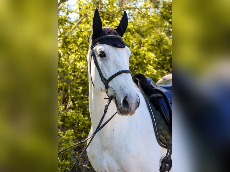 Lipizzaner Gelding 8 years 16 hh Grey in Götzendorf an der Leitha