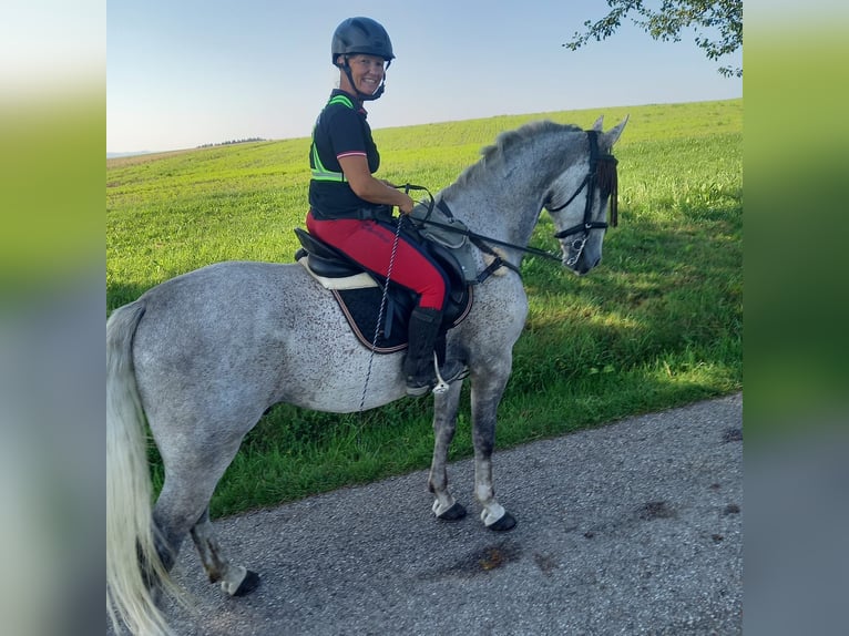Lipizzaner Gelding 8 years 16 hh Grey-Fleabitten in Lembach